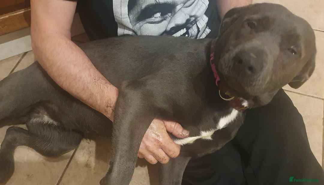 Mixed Breed dogs for sale: Queenie charcoal lab x  - Advert 3