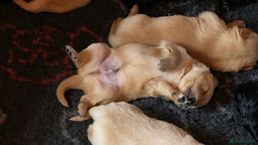 Mixed Breed dogs for sale: Golden shepherds - Advert 23