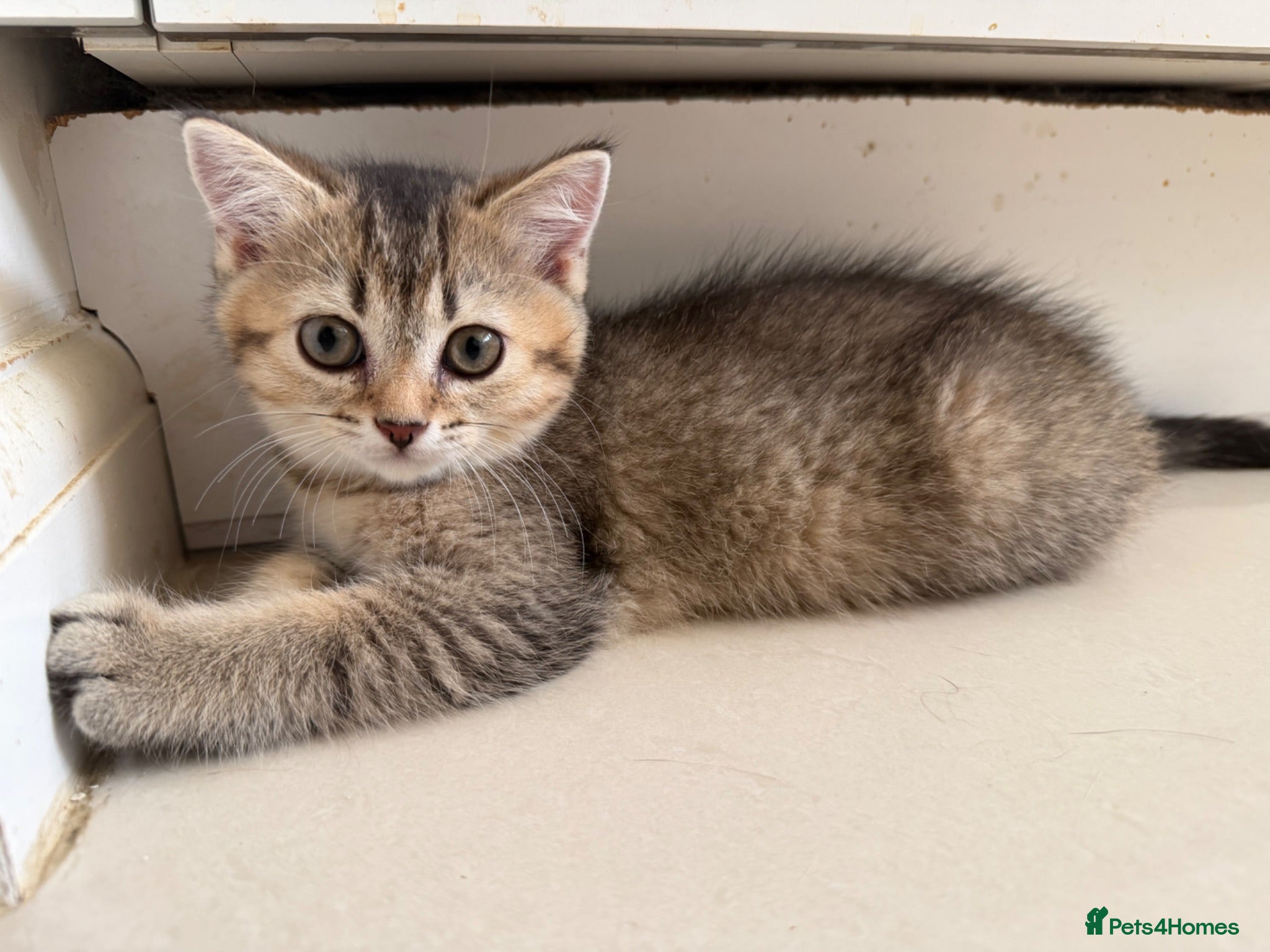 British Shorthair cats Stunning Golden British Shorthair girl is ready - Advert 1