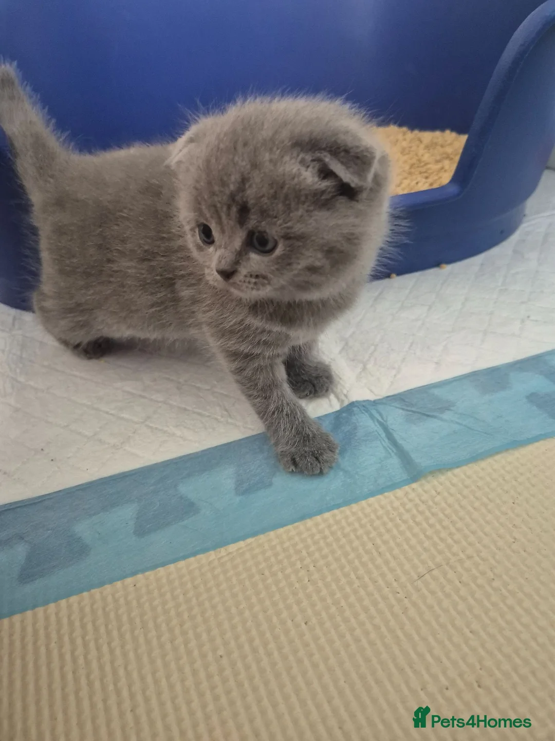 Scottish Fold cats for sale: Scottish Fold Kittens  - Advert 20