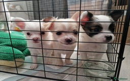 Chihuahua dogs for sale: Chihuahuas puppy's   - Image 30