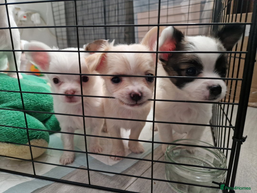 Chihuahua dogs for sale: Chihuahuas puppy's   - Image 30
