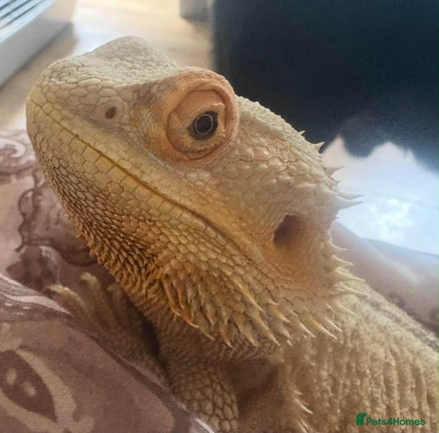 Bearded Dragon reptiles Female bearded dragon - Advert 11
