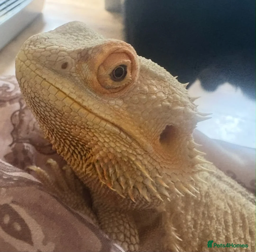 Bearded Dragon reptiles for sale: Female bearded dragon - Advert 1