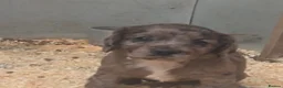 Cocker Spaniel dogs for sale: Cocker Spaniel  in Bishop Auckland - Advert 16