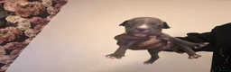 Mixed Breed dogs for sale: Staffy mix Puppies  - Advert 7
