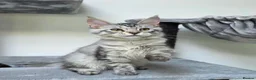Maine Coon cats for sale: Maine Coon Kittens Fife Registered  - Advert 15