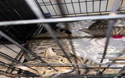 Bengal cats for sale: Black and white kitten available - Image 2