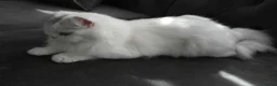 Persian cats for sale: Persian chinchilla silver back in Walsall - Advert 25