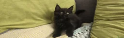Maine Coon cats for sale: Maine coon kittens - Advert 11