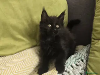 Maine Coon cats Maine coon kittens - Advert 16