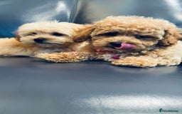 Maltipoo dogs for sale: Stuning Maltipoo Puppies Ready To Go - Image 4