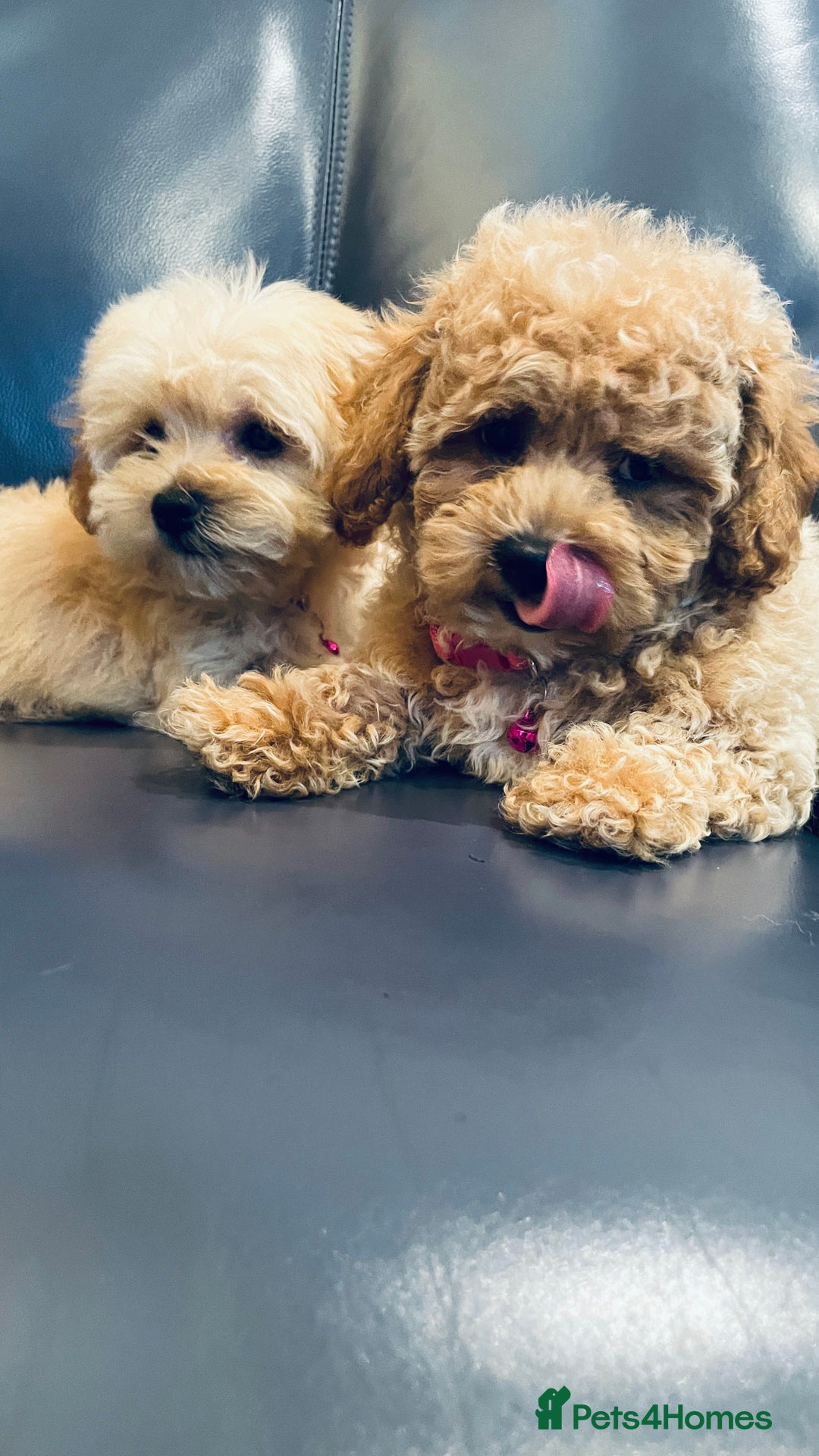 Maltipoo dogs for sale: Stuning Maltipoo Puppies Ready To Go - Image 4