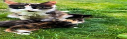 Mixed Breed cats for sale: KittensLooking for Loving Families Half maine coon - Advert 11