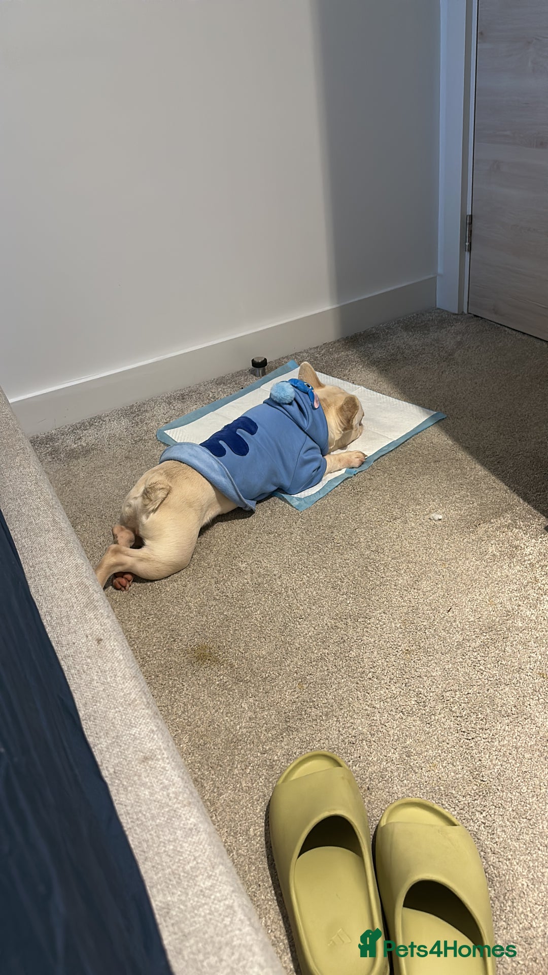 French Bulldog dogs for sale: french bulldog - Image 1