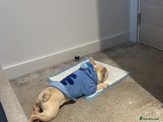 French Bulldog dogs - Advert 30