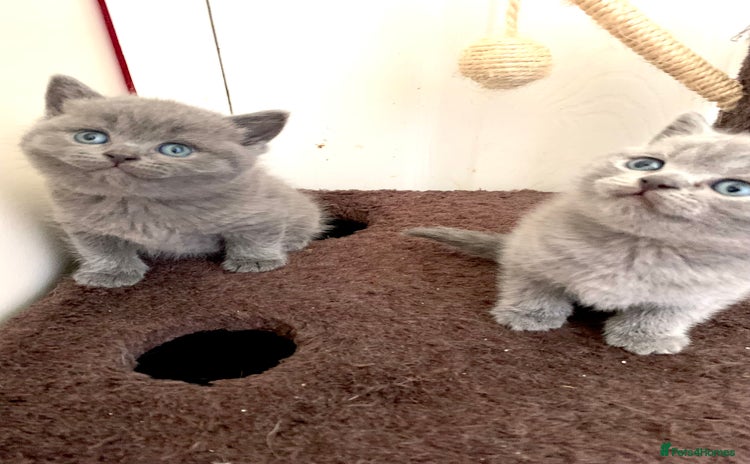British Shorthair cats - Advert 8