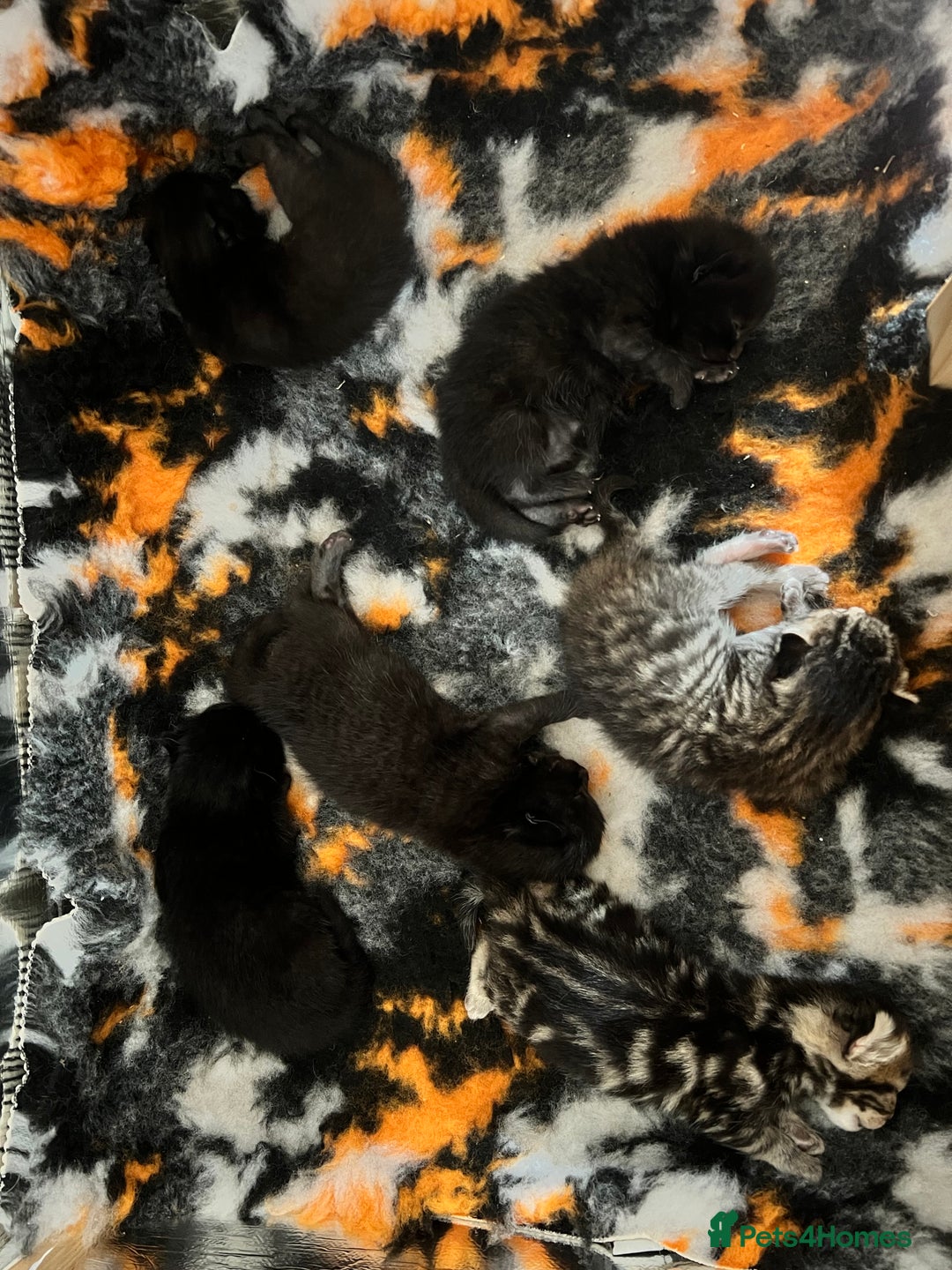 Domestic Shorthair cats for sale: 6 beautiful kittens for sale. - Image 10
