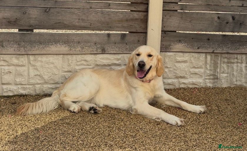 Golden Retriever dogs Golden retriever Maggie and Mack (Bryn Bach) - Advert 1
