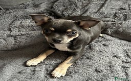 Chihuahua dogs for sale: Beautiful blue tri chihuahua girl - Image 1