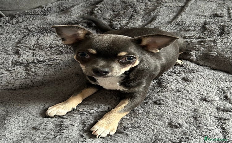Chihuahua dogs - Advert 14
