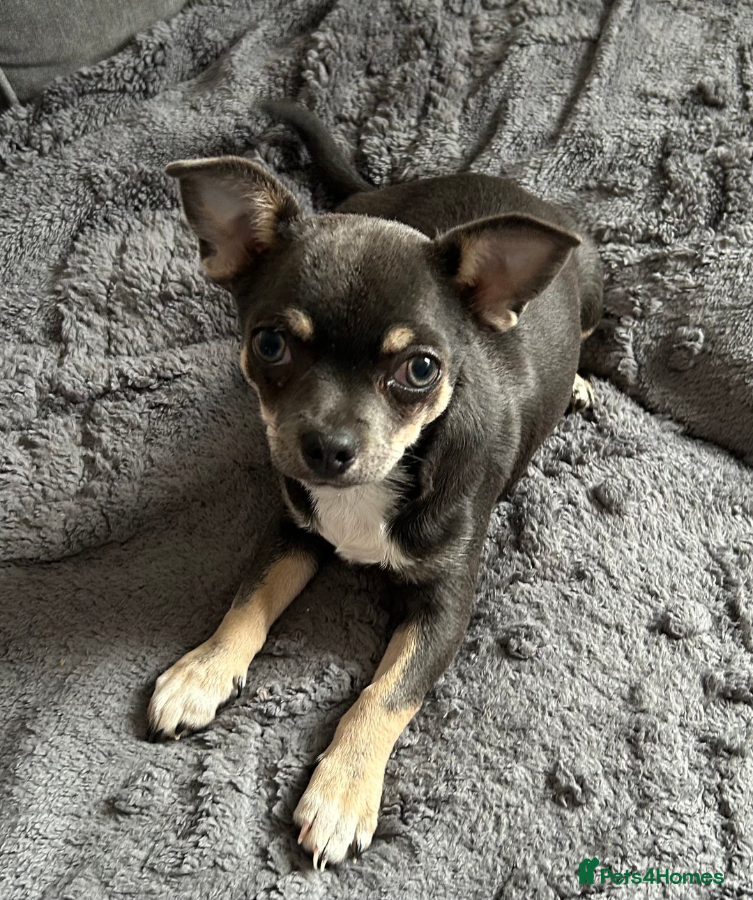 Chihuahua dogs for sale: Beautiful blue tri chihuahua girl - Image 1