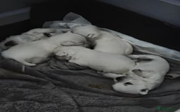 West Highland Terrier dogs for sale: Gorgeous pedigree westies, excellent bloodlines - Image 32