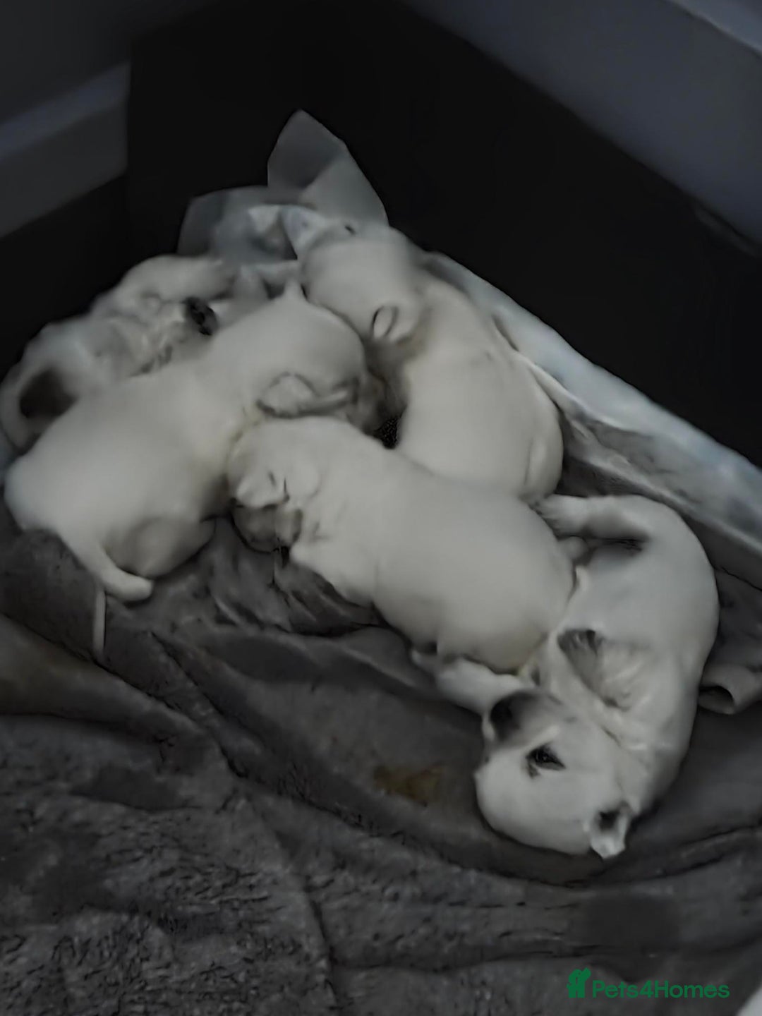 West Highland Terrier dogs for sale: Gorgeous pedigree westies, excellent bloodlines - Image 32
