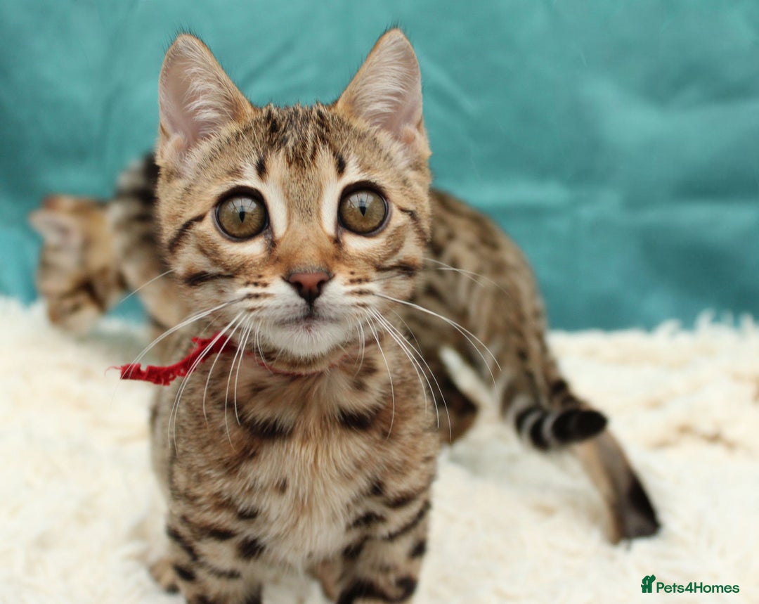 Bengal cats for sale: 🔥Stunning Bengal Kittens last little girl left 🔥 - Image 18