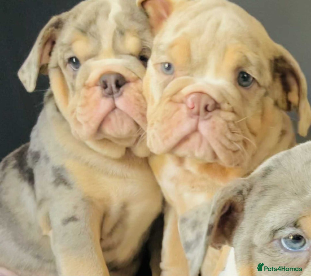 English Bulldog dogs for sale: READY NOW LILAC MERLE ENGLISH BULLDOG BOY in Gunnislake - Image 22