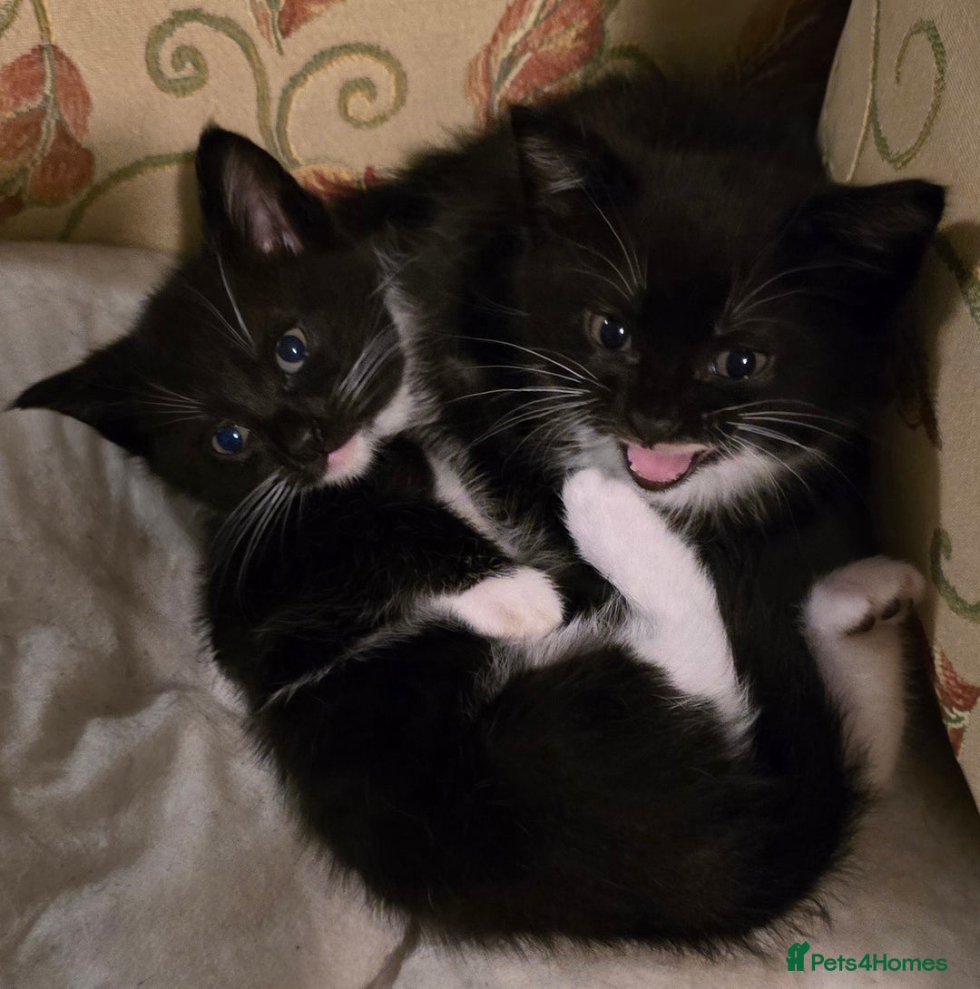 Domestic Shorthair cats for sale: Almost Identical Twins!  - Image 4