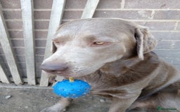 Labrador Retriever dogs for sale: Silver Labrador  - Advert 6