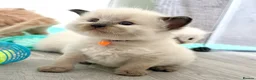 Ragdoll cats for sale: Beautiful TICA Registered Ragdoll Kittens - Advert 8