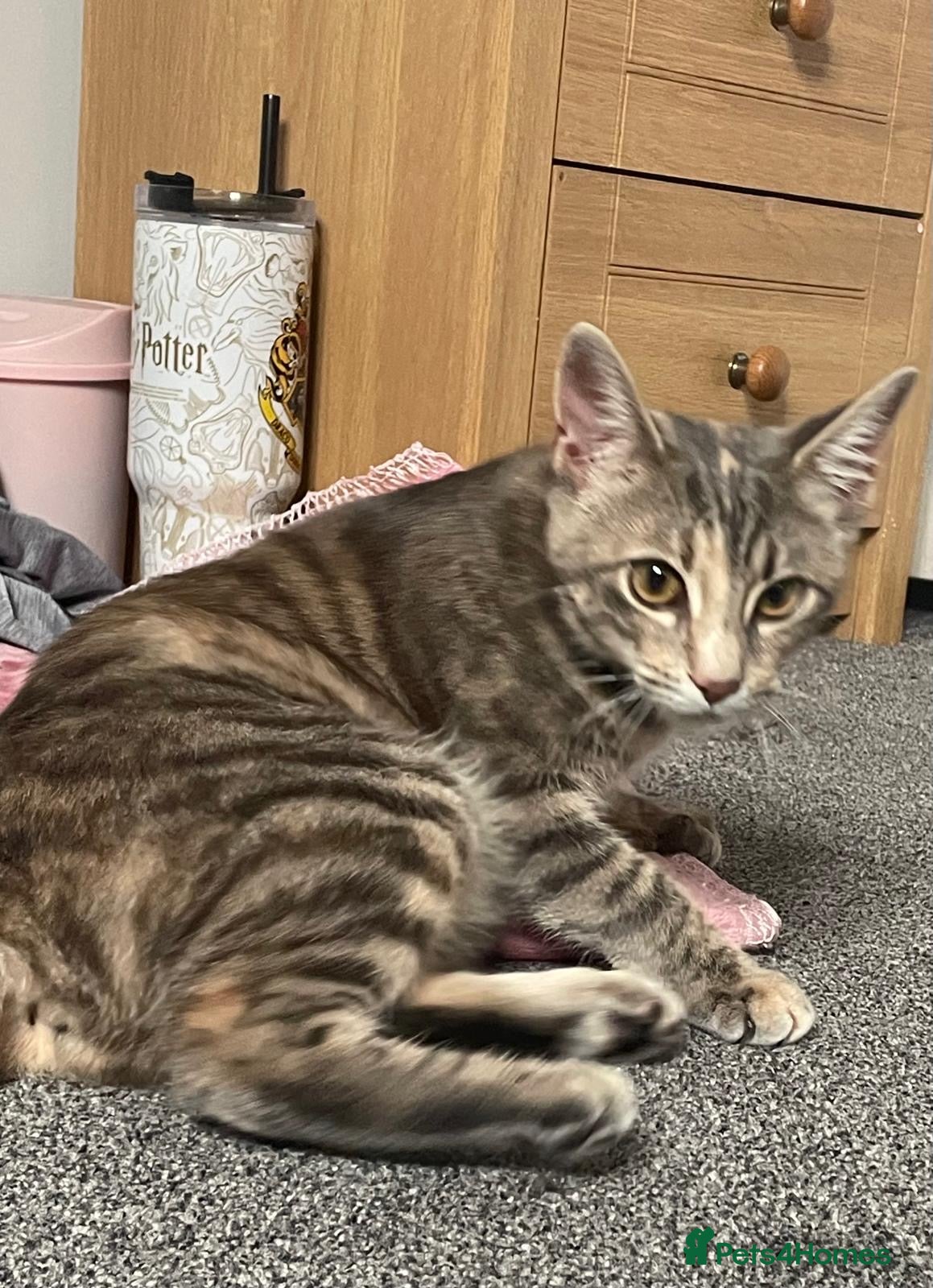 Mixed Breed cats Male kitten  - Advert 6