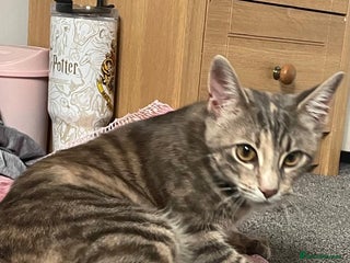 Mixed Breed cats Male kitten - Advert 2