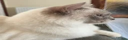 Ragdoll cats for sale: Gentle Lilac Point Female Ragdoll - Advert 6
