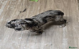 Cocker Spaniel dogs for sale: Female cocker spaniel - Image 1