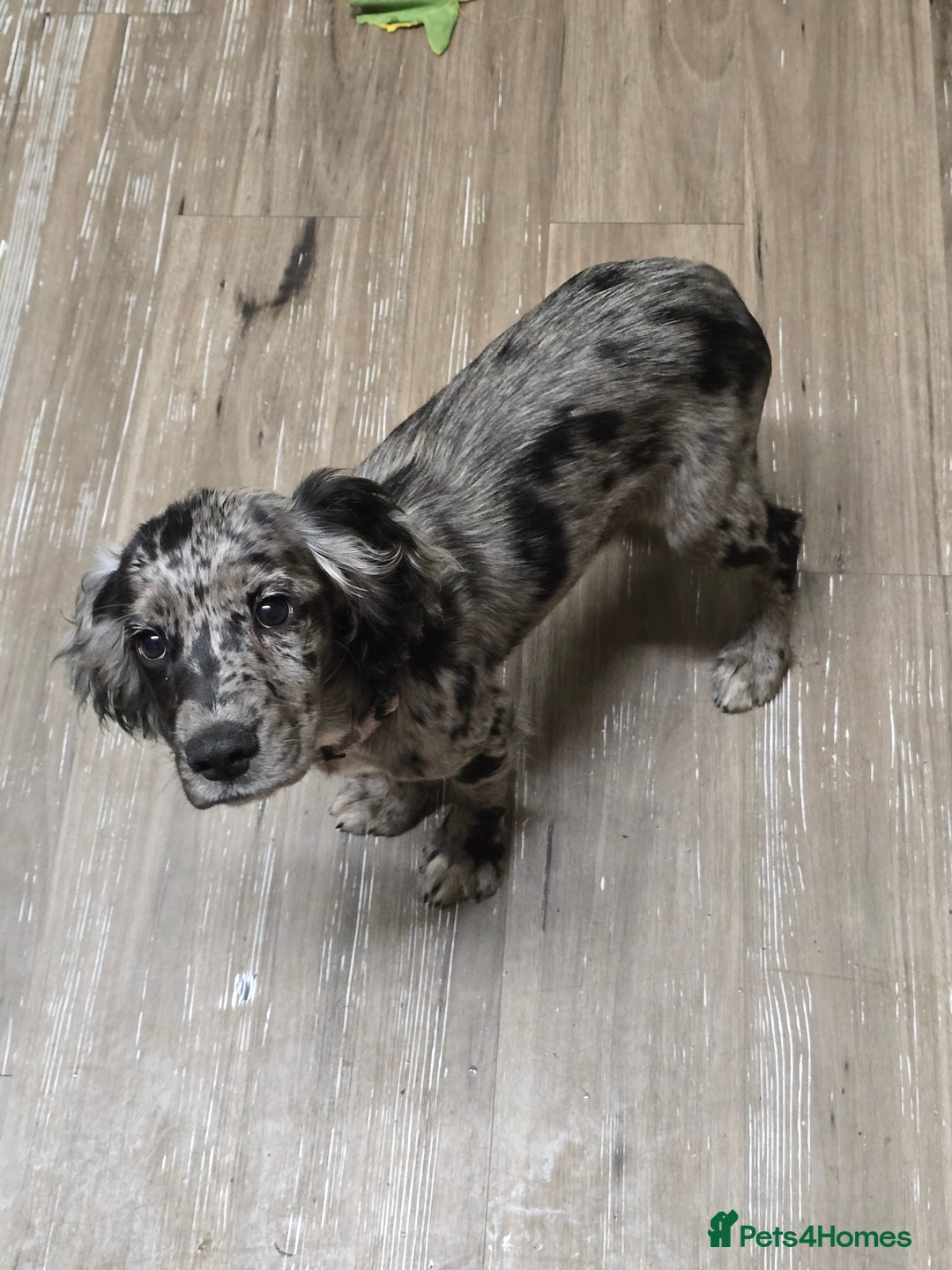 Cocker Spaniel dogs for sale: Female cocker spaniel - Image 1