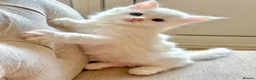 Siberian cats for sale: Fluffy kittens  - Advert 9