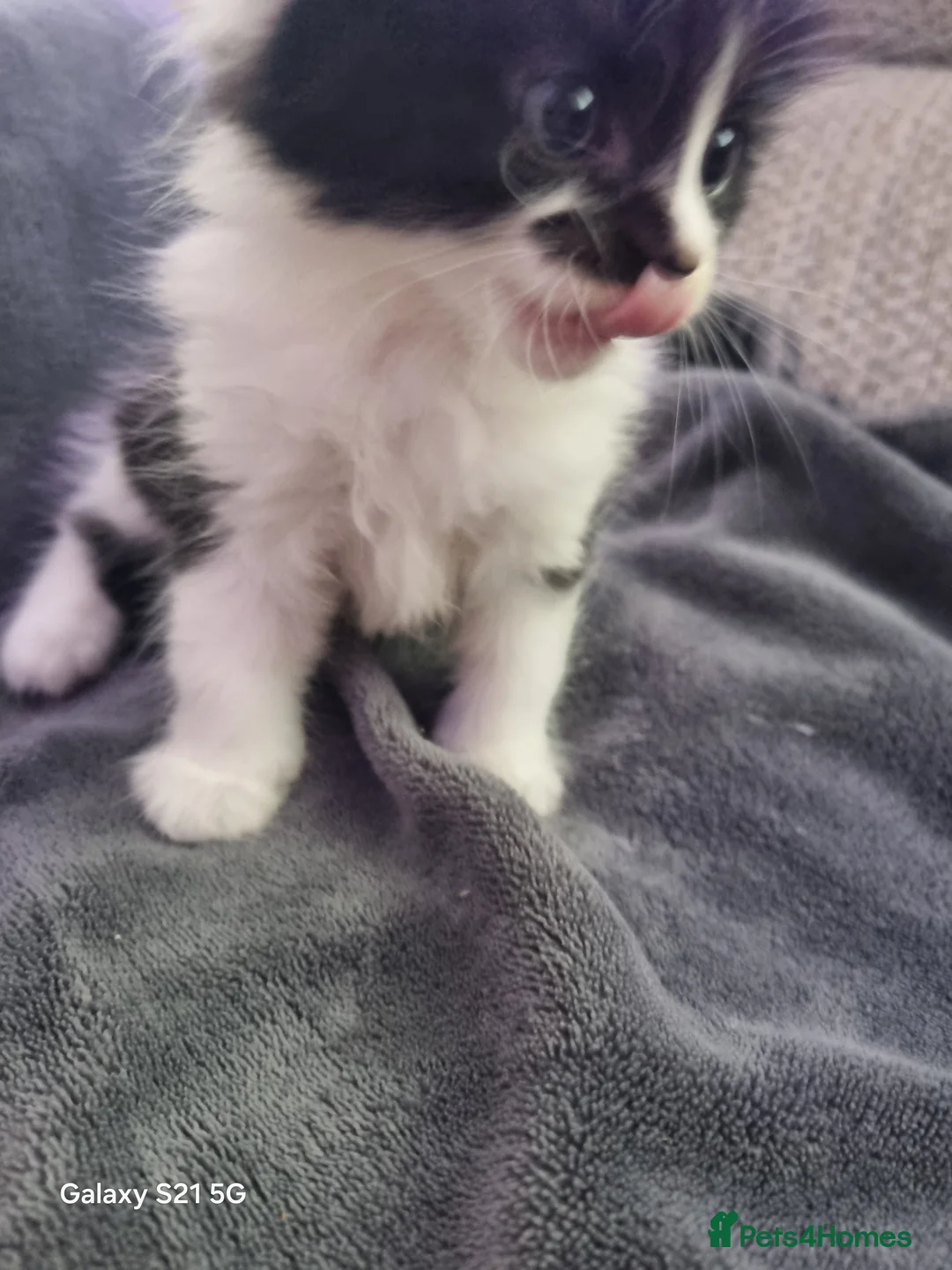 Mixed Breed cats for sale: long-haired kittens looking for a loving home - Advert 16