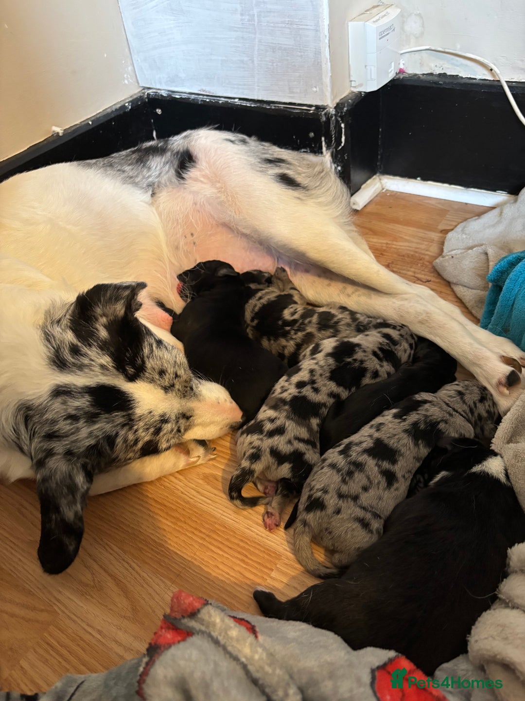 Mixed Breed dogs for sale: Blue Merle collie x kelpies  - Image 1