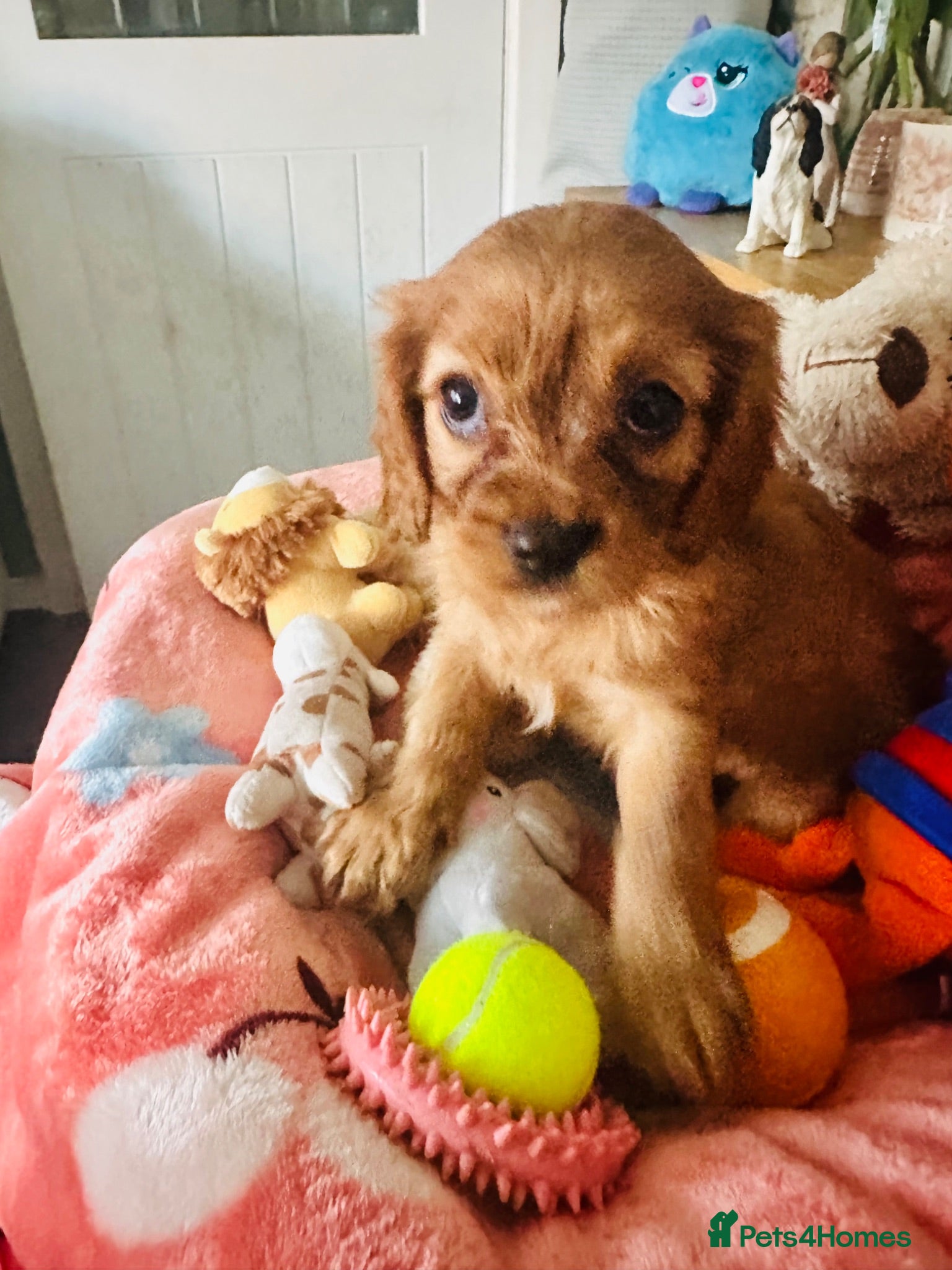 Cavalier King Charles Spaniel dogs FULLY vet health checked 1stJuly ALL PASSED  - Advert 5
