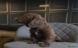 Cocker Spaniel dogs for sale: Cocker Spaniel Puppies Ready To Go!  - Image 9