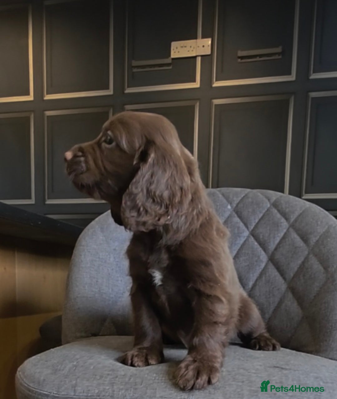 Cocker Spaniel dogs for sale: Cocker Spaniel Puppies Ready To Go!  - Image 9