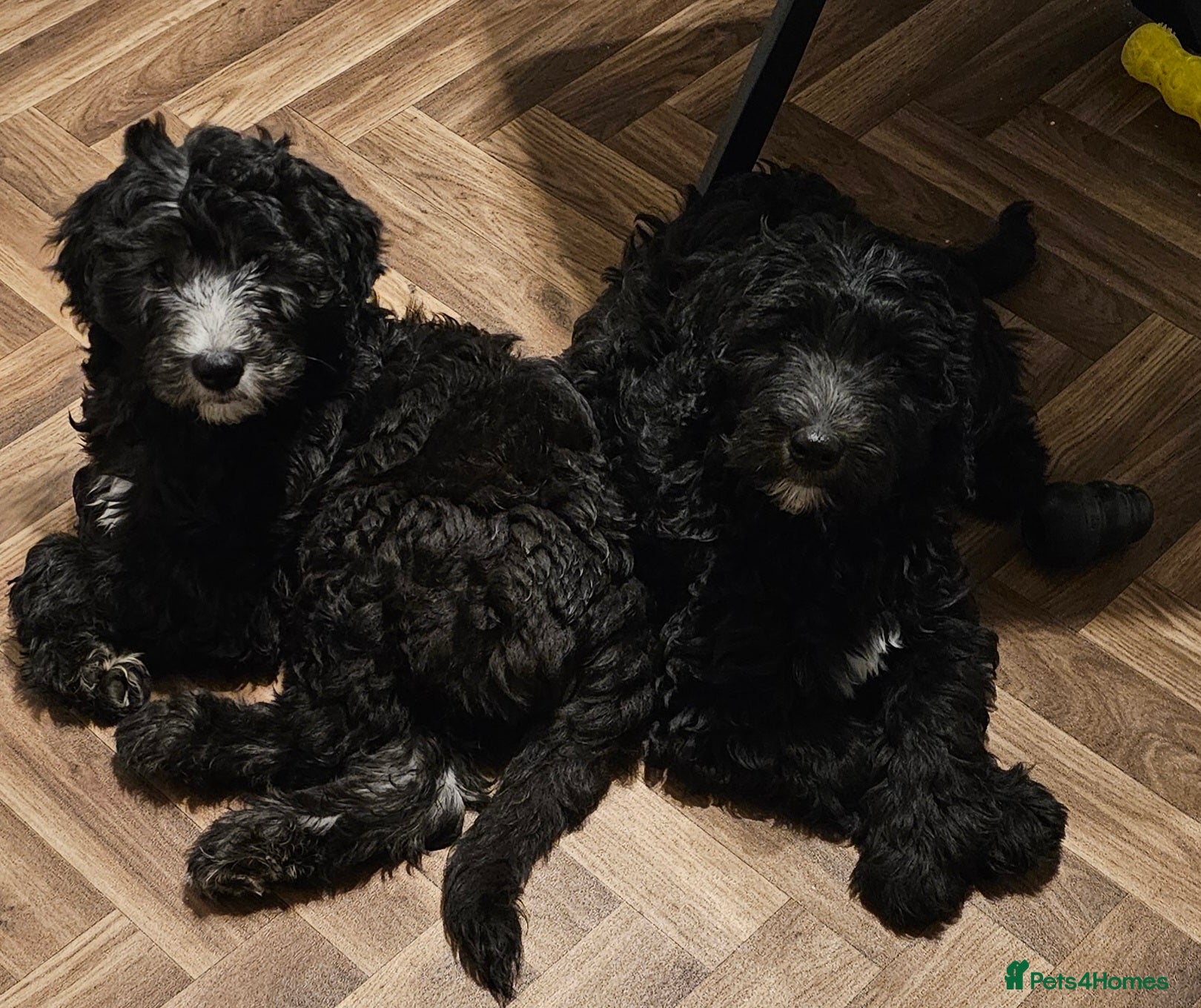 Sheepadoodle dogs Fully Vaccinated ready to go now 23/4/2026 - Advert 1