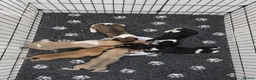 Whippet dogs for sale: Kc reg whippet litter - Advert 22