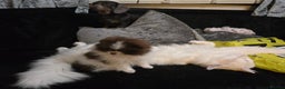 Maine Coon cats for stud: XXL Rare solid white Maine coon stud. in Wigan - Advert 13
