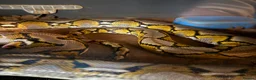 Python Snake reptiles for sale: Python snake  - Advert 2