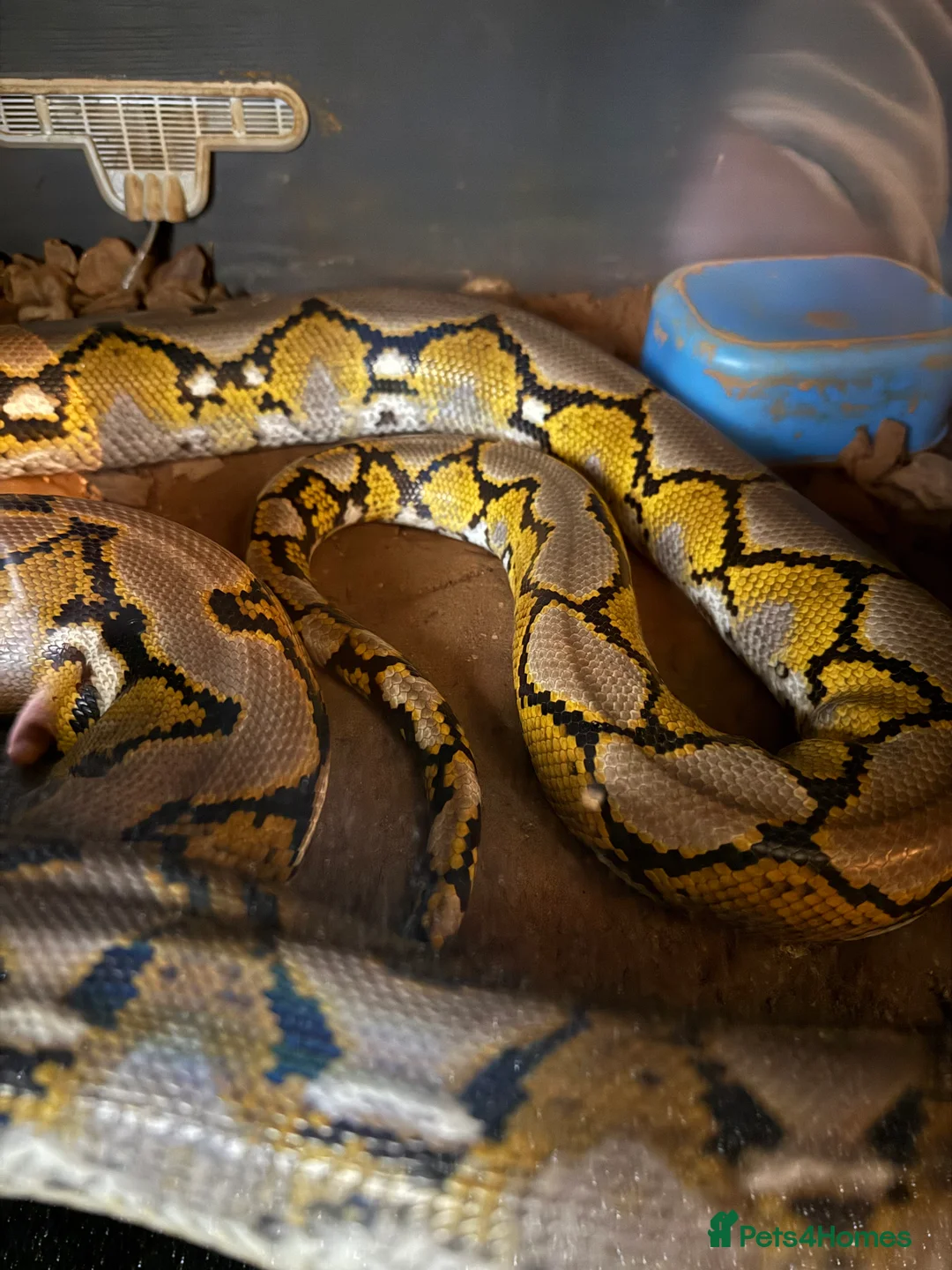 Python Snake reptiles for sale: Python snake  - Advert 2