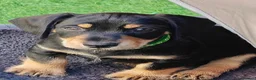 Mixed Breed dogs for sale: Mini Schnauzer X Mini Daschund puppies  - Advert 2